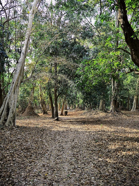 A selva no sul do laos