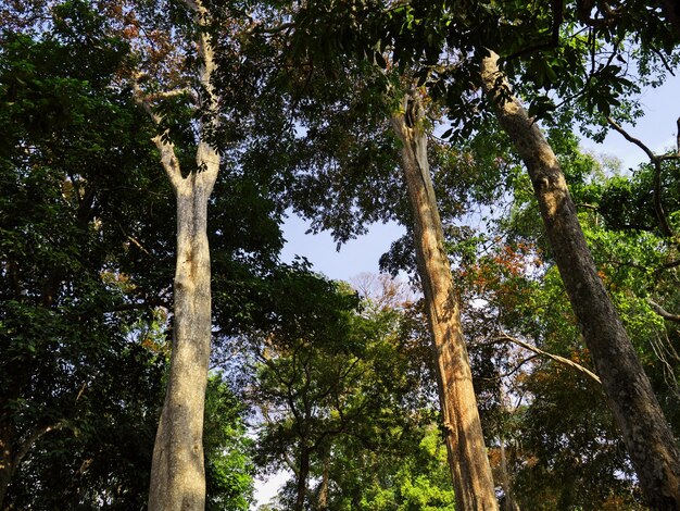 A selva no sul do Laos