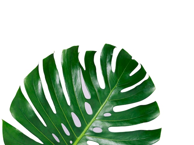 A selva tropical monstera deixa a planta de queijo suíço isolada isolada no fundo branco