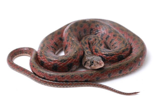 A serpente de água asiática keelback quadriculada isolada no fundo branco