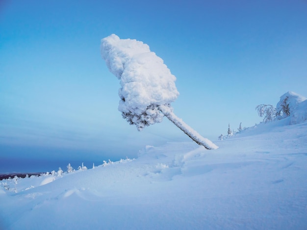 A silhueta bizarra mágica da árvore do abeto é rebocada com neve no fundo azul frio do amanhecer. Árvore de sorvete. Conto de fadas místico na montanha de inverno. Abeto de Natal coberto de neve na montanha.