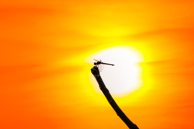 A silhueta de Dragon Fly em um galho de árvore durante a libélula sunDamselflyInsects