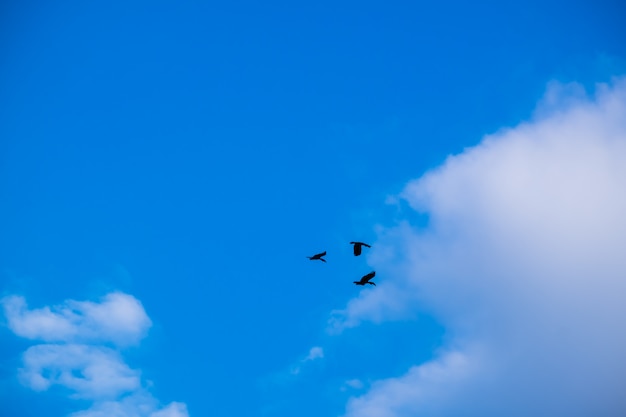 A silhueta de hornbill no céu azul