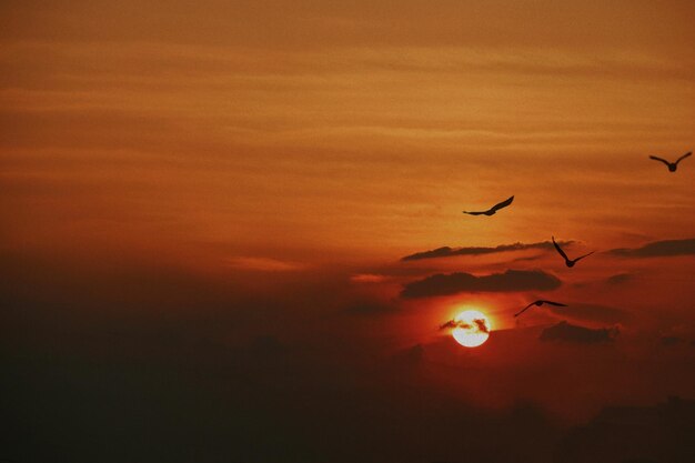 Foto a silhueta de pássaros a voar contra o céu laranja