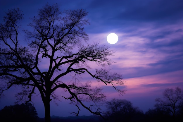 a silhueta de uma árvore contra o fundo de um céu noturno lila e uma lua cheia o conceito de astrologia e astronomia