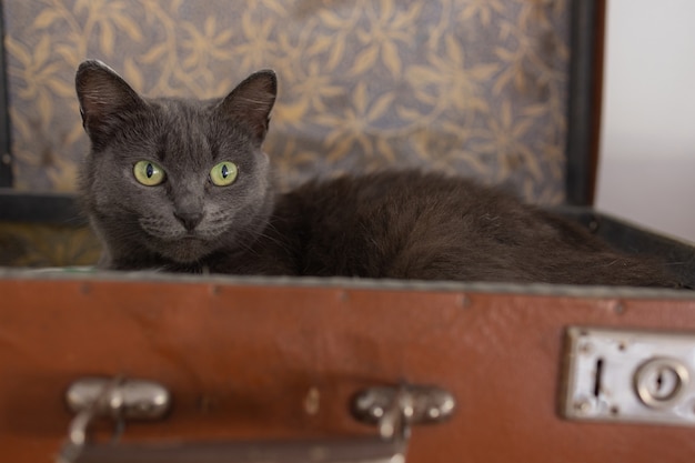 A silhueta desfocada de um gato curioso espreitando de uma velha mala, jogo de viagens