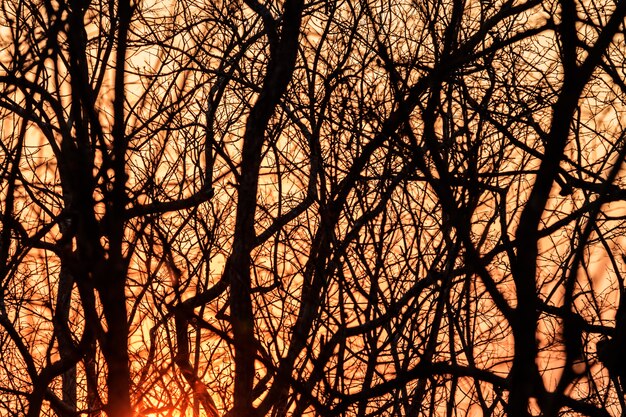 A silhueta dos ramos ao pôr do sol