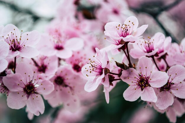 A sinfonia da natureza Um caleidoscópio de belas flores