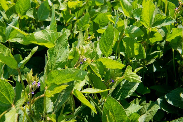 A soja deixa close-up. Brotos de soja jovem no campo.