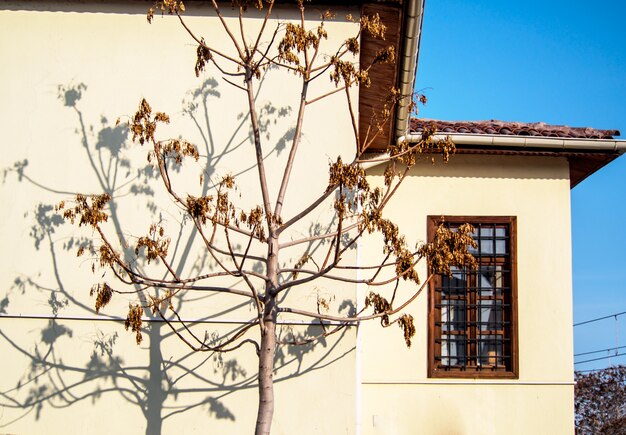 A sombra da árvore sobre a parede da casa.