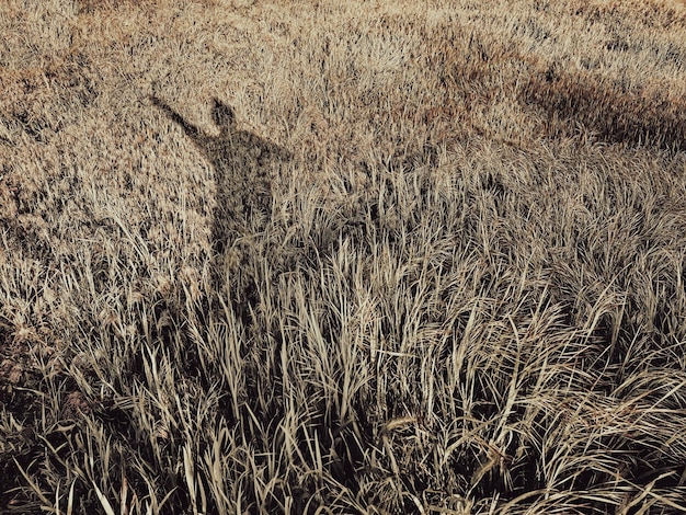 A sombra de um homem está no chão em um campo de grama alta.