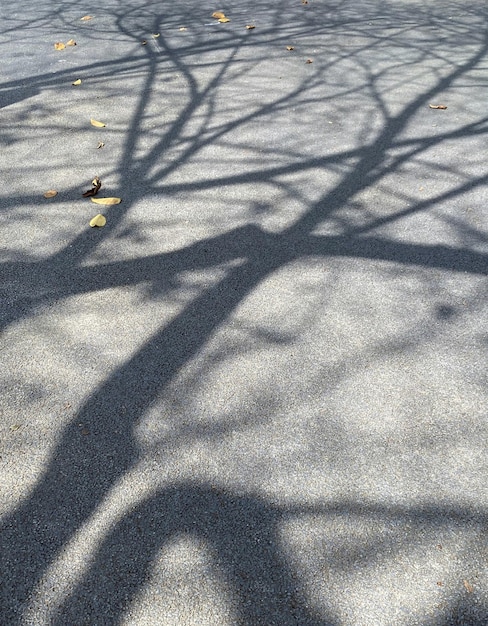 A sombra de uma árvore no chão é do sol.