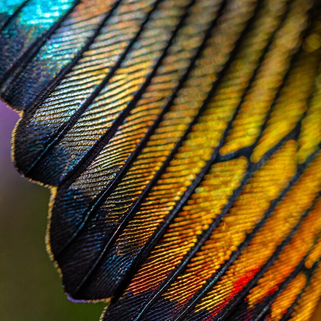 A superfície cintilante e iridescente de uma asa de borboleta com cores vibrantes