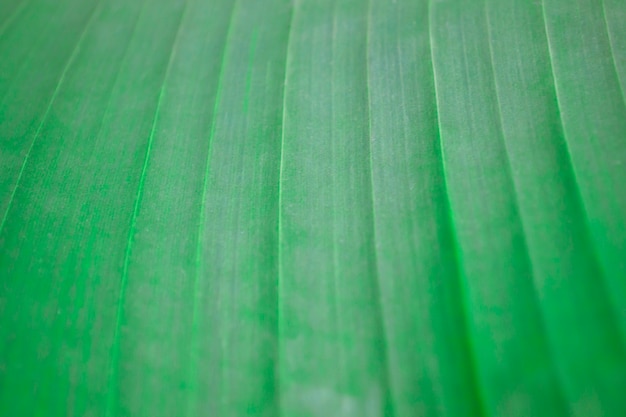 A superfície de uma grande folha listrada. Fundo verde e papel de parede. Textura de crescimento