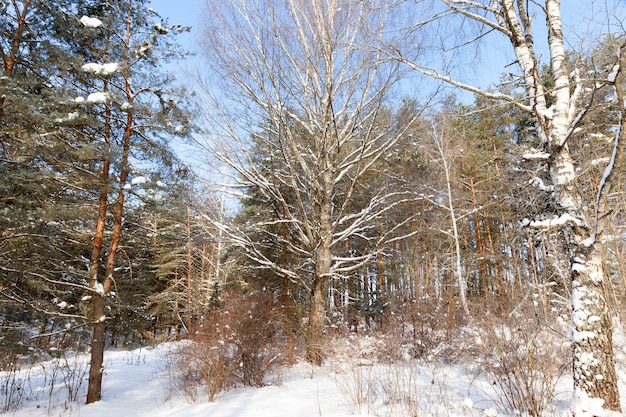 A superfície do rio coberta de gelo e neve