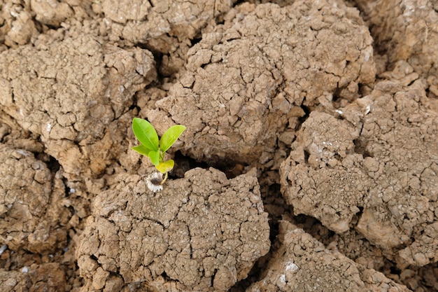 A superfície marrom do solo está rachada e as árvores verdes que vêm do árido. Conceito de aquecimento global. Textura de terra rachada.