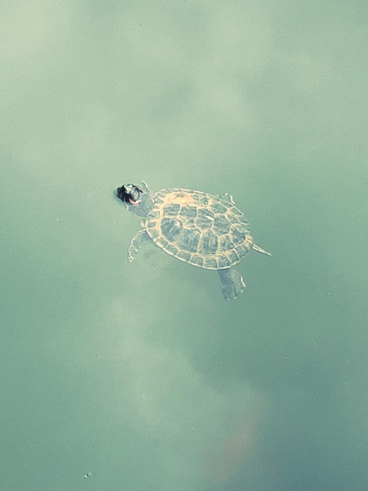 Foto a tartaruga a voar no céu