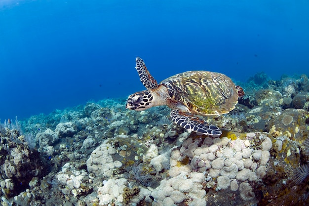A tartaruga-de-pente nada ao longo dos recifes de corais. Vida marinha de Bali, Indonésia.