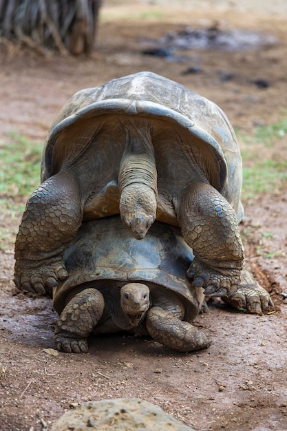 A tartaruga gigante de Seychelles ou aldabrachelys gigantea hololissa também conhecida como a tartaruga gigante abobadada de Seychelles Duas tartarugas gigantes fazendo amor na ilha Maurícia