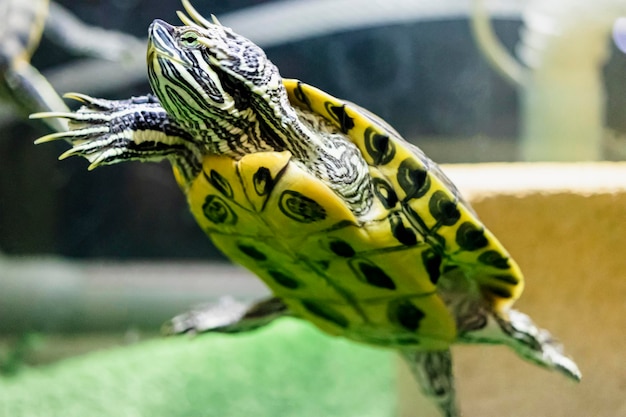 A tartaruga redear nada na água Closeup adorável animal de estimação Foco seletivo