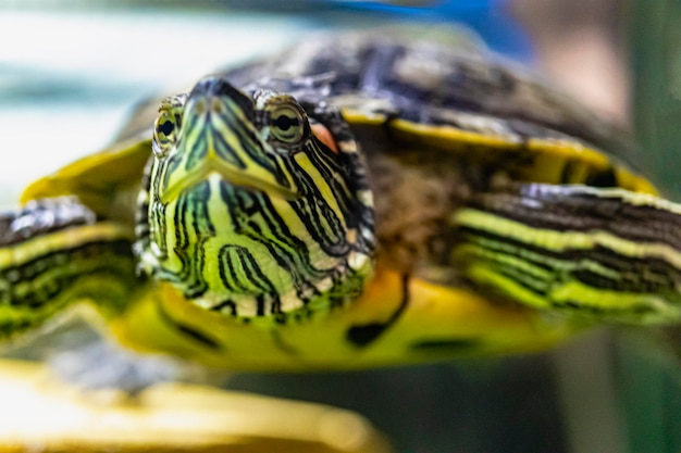 A tartaruga redear nada na água Closeup adorável animal de estimação Foco seletivo