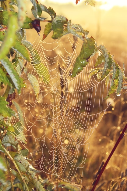 A teia de aranha com gotas de orvalho sobre os ramos de mountain ash em um fundo de madrugada com bokeh