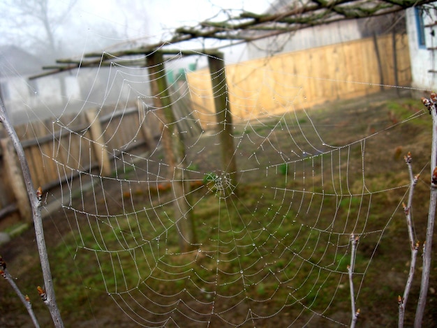 A teia de aranha com orvalho no fundo da casa