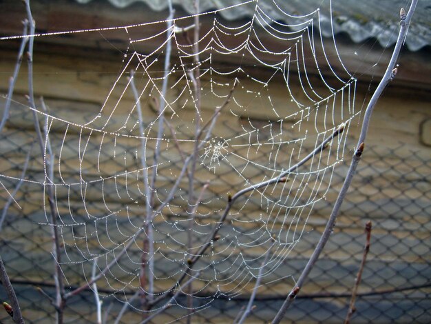 A teia de aranha com orvalho no fundo verde da grama