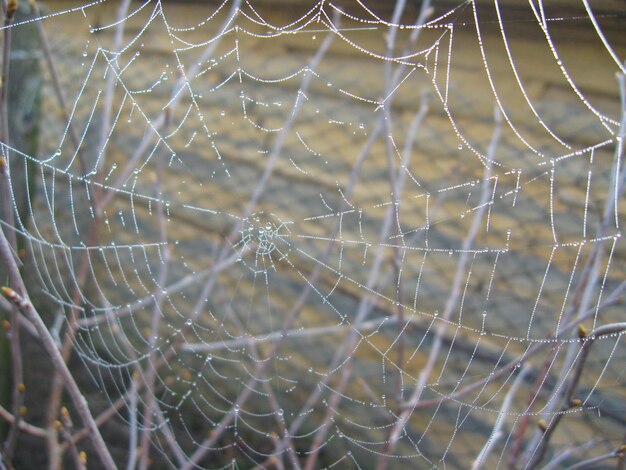 Foto a teia de aranha no fundo cinzento