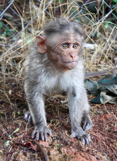 A ternura do bebê macaco.