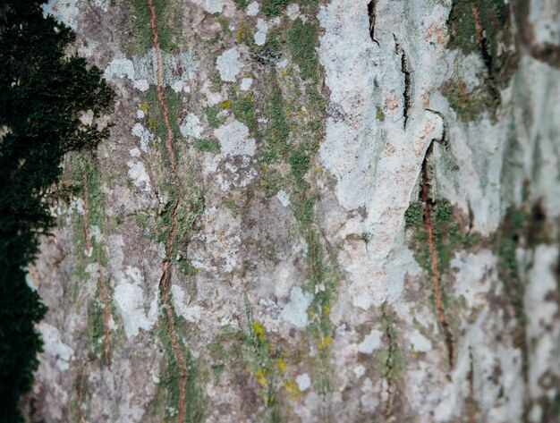 A textura da casca da árvore Árvore no parque closeup Textura e fundo de alívio