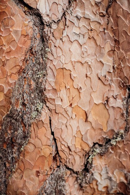 Foto a textura da casca da árvore uma árvore em uma floresta ou parque em close-up textura de relevo e fundo