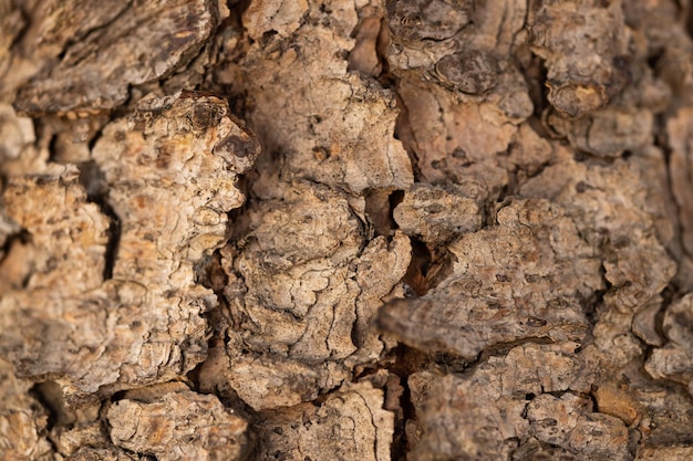 A textura da casca de árvore natural na floresta closeup de fundo de casca de árvore