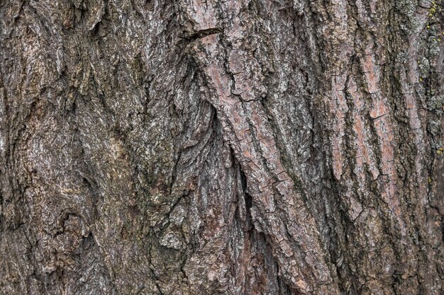 A textura da casca de uma velha árvore em uma fotografia macro Casca de uma árvore Textura de madeira