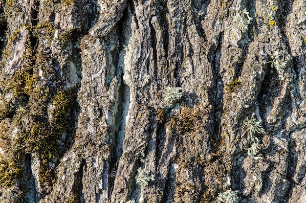 A textura da casca de uma velha árvore seca sem vida closeup