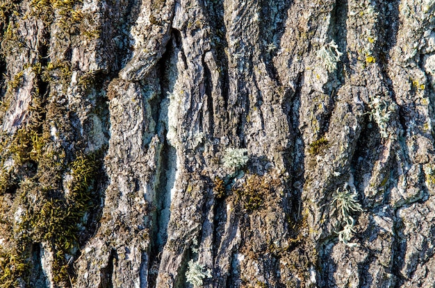 A textura da casca de uma velha árvore seca sem vida closeup