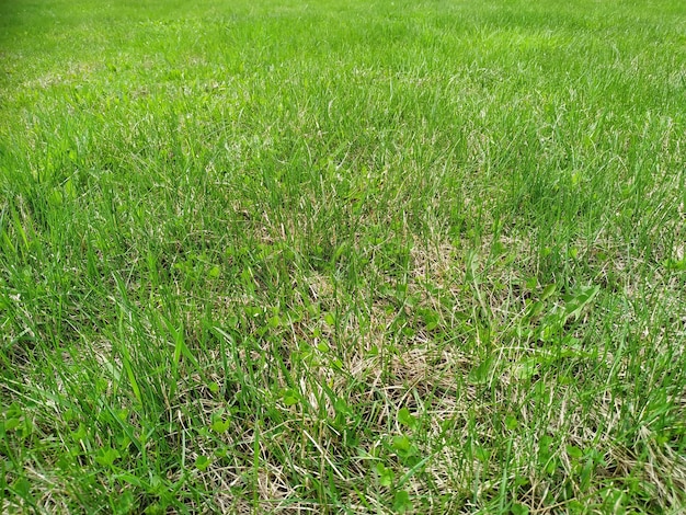 A textura da grama verde pode ser usada como plano de fundo. gramado verde