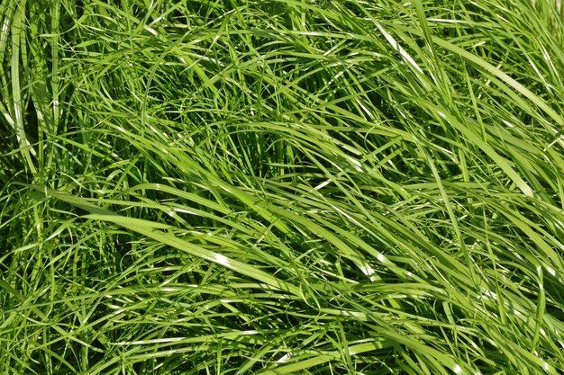 A textura da grama