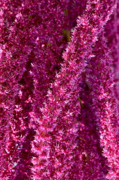 A textura das flores de astilbe fecha