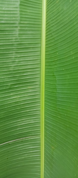 A textura das folhas de bananeira