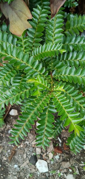 A textura das folhas é verde.