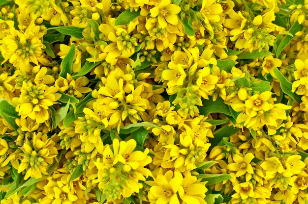 A textura das inflorescências campestres de flores amarelas e folhas verdes