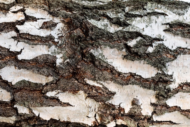 Foto a textura de fundo da árvore de casca de bétula