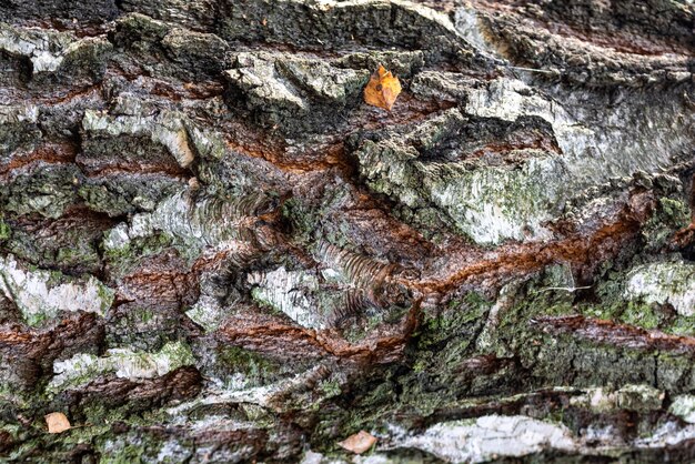 Foto a textura de fundo da árvore de casca de bétula