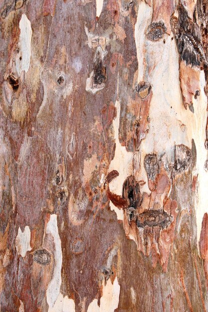 A textura de madeira com fundo de padrões naturais.