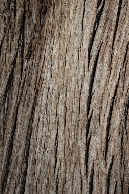 A textura de madeira velha marrom escura. casca de árvore, fundo de madeira. grande plano de textura de placa larga, banner panorâmico.