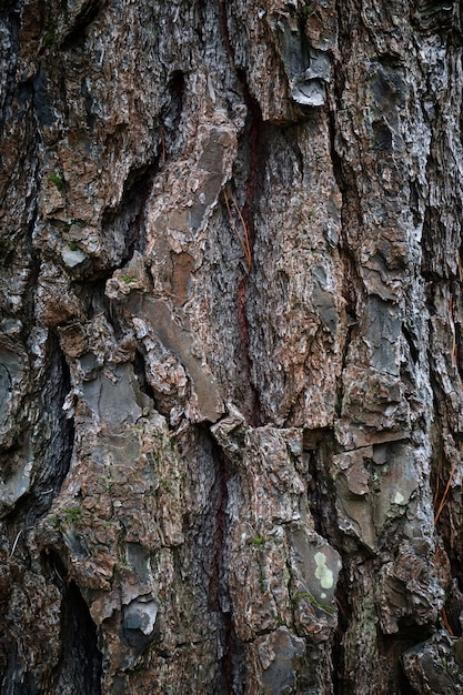 a textura de tronco de árvore abstrata na natureza