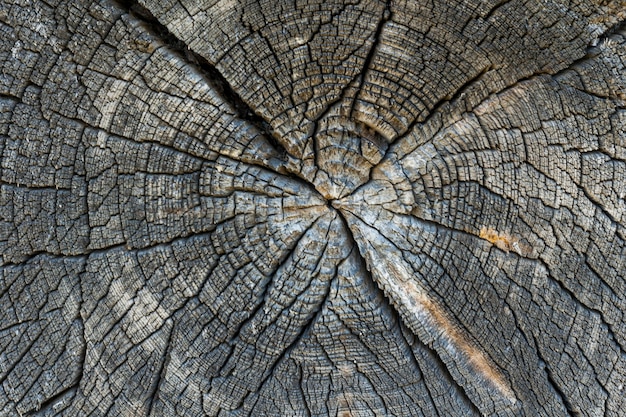 A textura de um tronco de uma cabana de aldeia