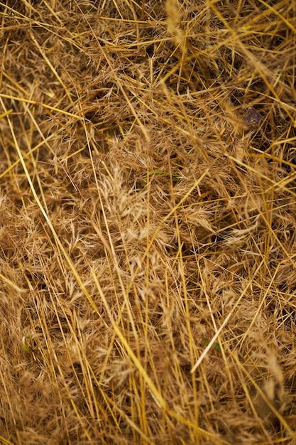 Foto a textura do feno seco de grama cortada