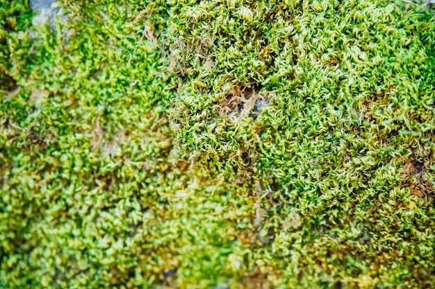 A textura do musgo verde fundo de musgo o musgo verde cresce em uma pedra ou casca de árvore